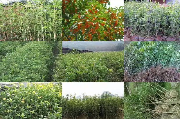 桂花树龄多少年开花1684456661439