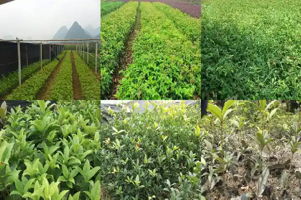 桂花树龄多少年才能结果1684456676209