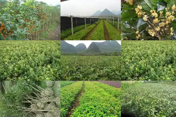 怎么看桂花树龄多少年1684456695553