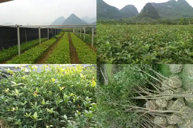 怎么看桂花树龄多少年1684456695648