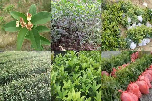 桂花盆栽好活吗怎么养1688862089723