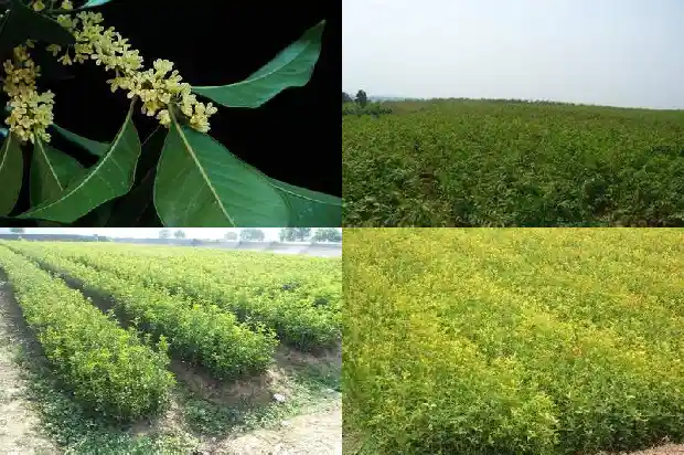 关于桂花的研究报告范文1684456801632