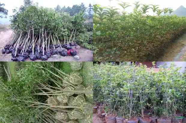 关于桂花的研究报告范文1684456801679