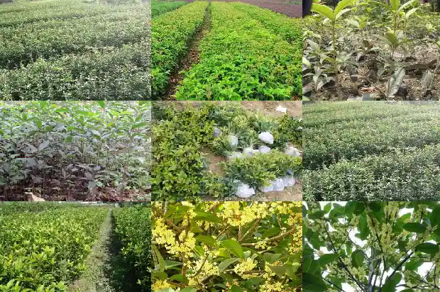 关于桂花的研究报告范文1684456801726
