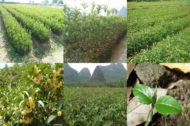 桂花树的调查总结怎么写1684456838310