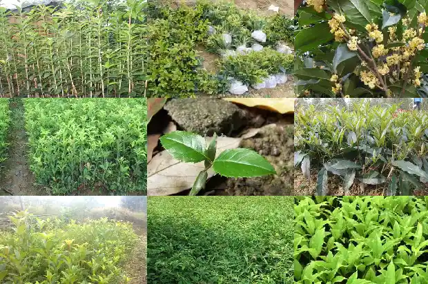 桂花树的调查总结怎么写1684456838356