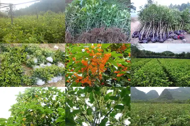 桂花树主要特征和生活环境1684456881563