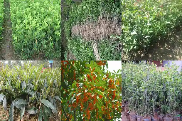 桂花种类调查表1684456920508
