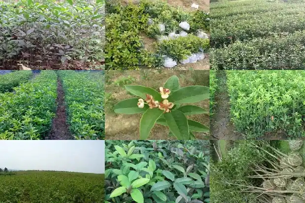 桂花的研究报告1684456956858