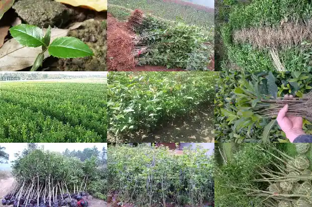 桂花的研究报告1684456956906