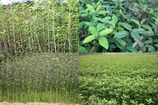 桂花的研究报告1684456956954