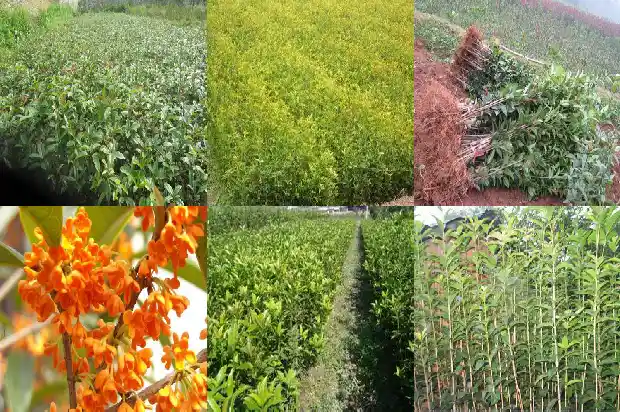 桂花树苗好评语1684456973885