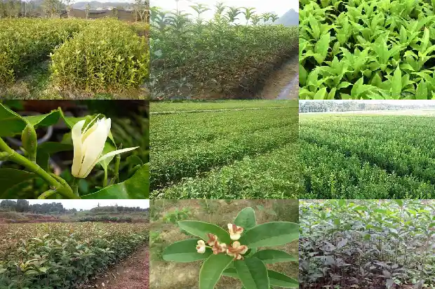 桂花树价格多少钱一斤啊1689577279746