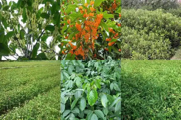 桂花树苗评价语怎么写好看1684457010435
