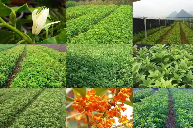桂花树苗评价语怎么写好1684457033173