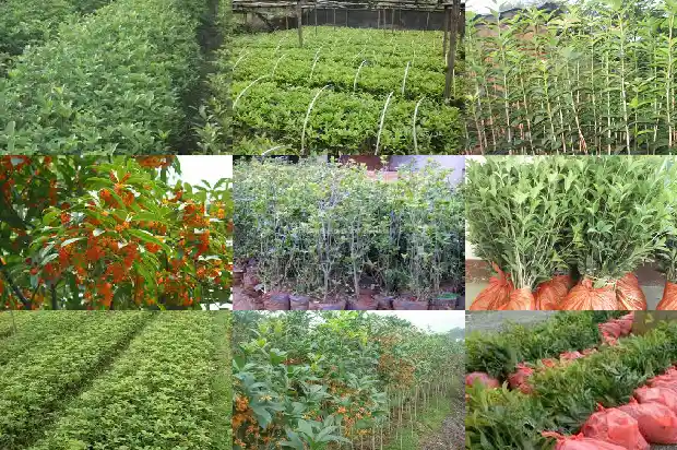 桂花树苗评价语怎么写好1684457033221