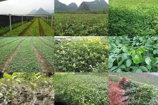 桂花树苗评价语怎么写好1684457033315