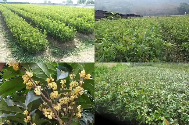 天香台阁桂花种植基地1690850169988