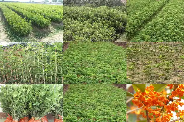 桂花树苗木是什么意思1684457102140