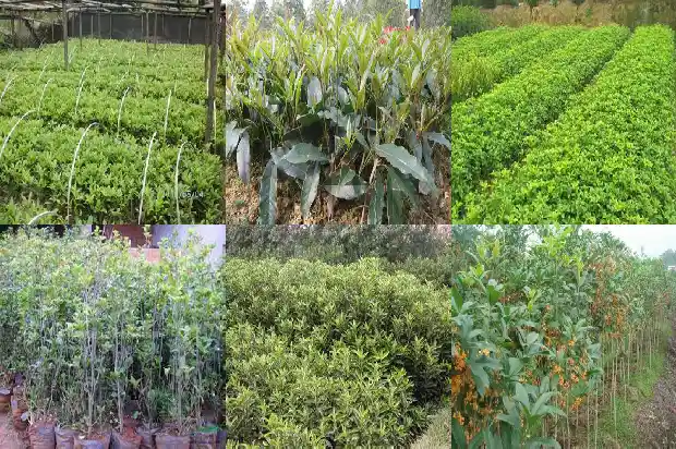 桂花树苗木是什么意思1684457102187