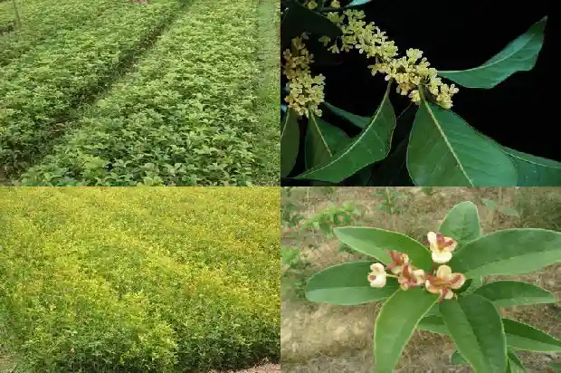 桂花树苗木是什么意思1684457102233