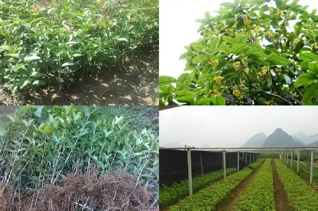 桂花树的树龄鉴定1684457138290