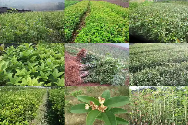 桂花树的树龄和香气的关系1684457192480