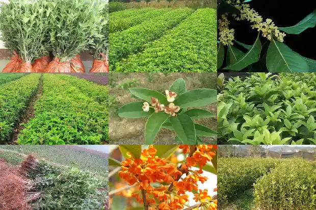 桂花茶怎么搭配做食物好吃1688949156419
