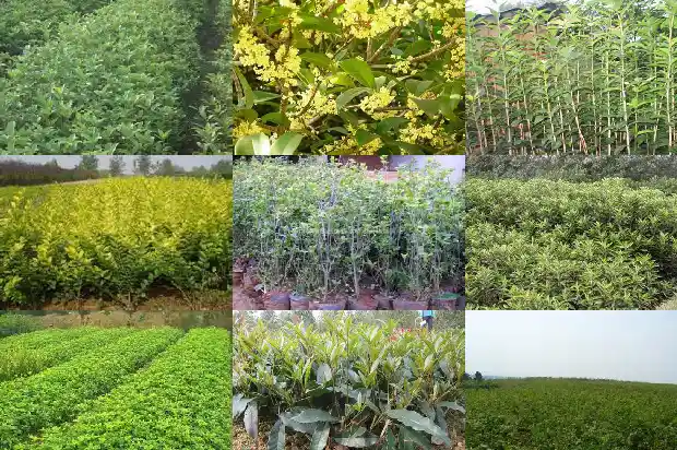桂花树怎么看年龄1684457228968