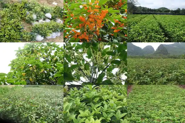 桂花树怎么看年龄1684457229016