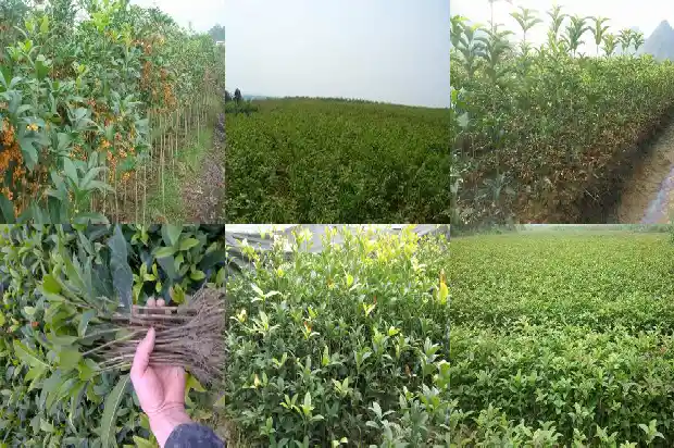 桂花树评估价格按照什么方式评估的呢英语1684457246433