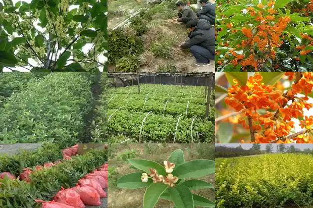 桂花树评估价格按照什么方式评估的好呢1684457263583