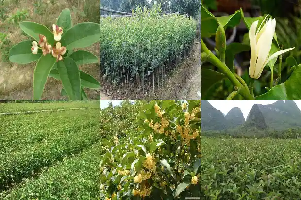 桂花树评估价格按照什么方式评估的好呢1684457263631