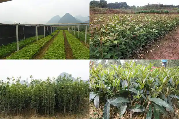 桂花树的类别是什么1684457287505
