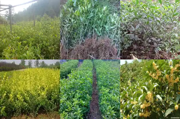 桂花树的类别是什么1684457287552