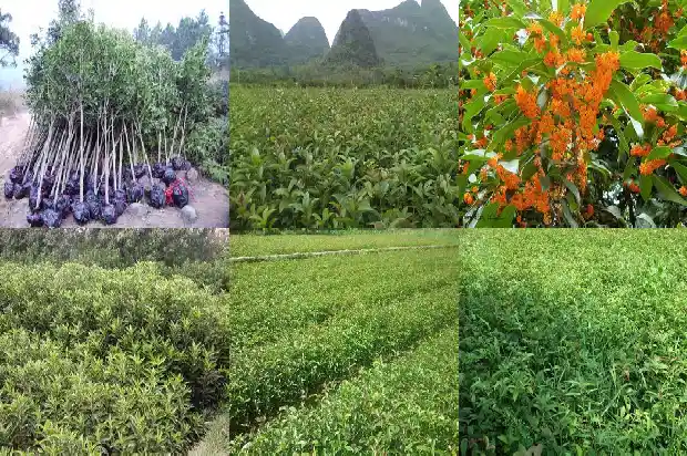 如何区分桂花树品种1684457307034