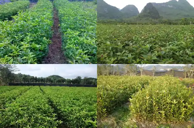 如何区分桂花树品种1684457307130