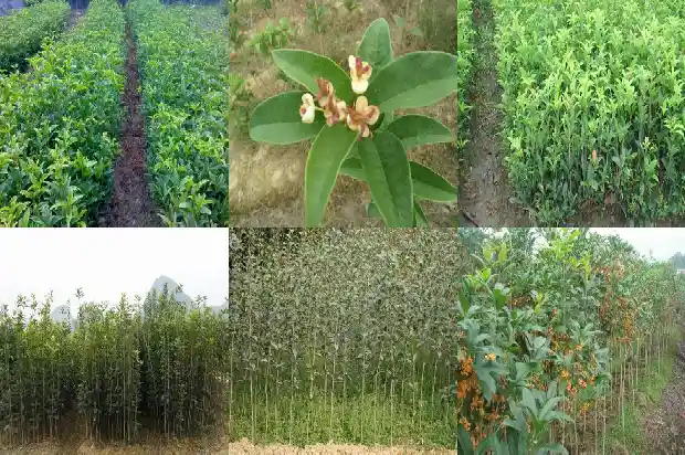桂树 桂花树 区分1684457330643