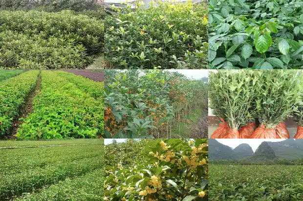 桂树 桂花树 区分1684457330734