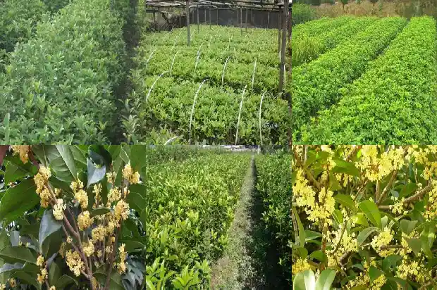 桂树 桂花树 区分1684457330780