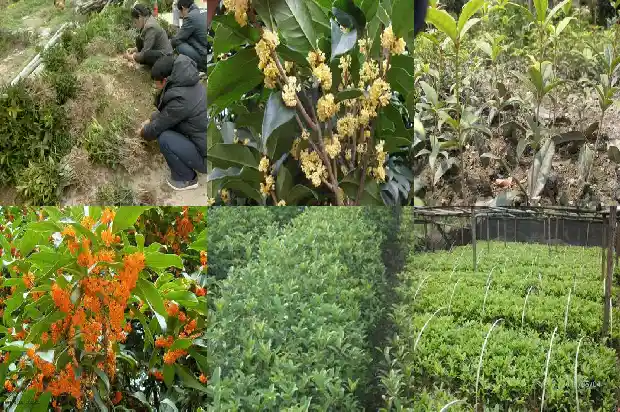 桂花树品种等级排名1684457350197