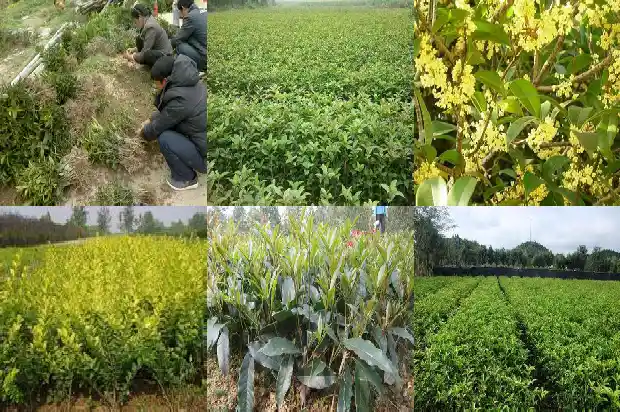老桂花树不发新枝1690331721883