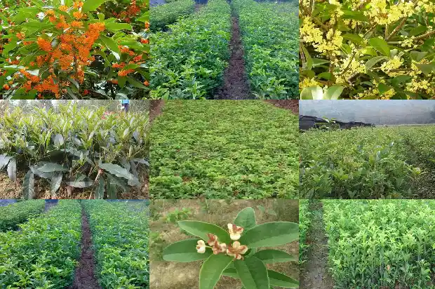 桂花树区别1684457368917