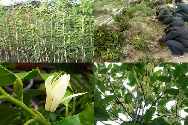 桂花树区别1684457369012