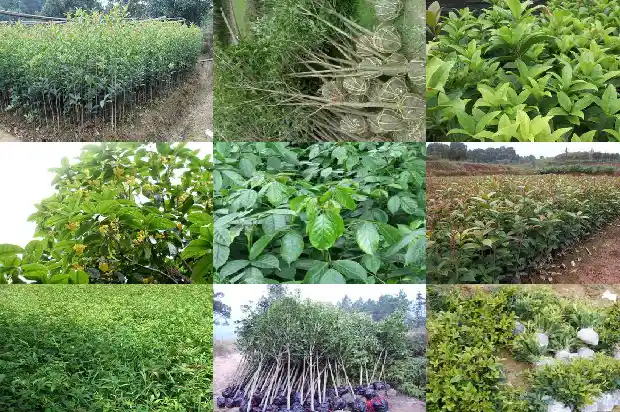 桂花树区别1684457369058