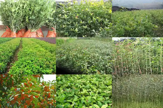 桂花树怎样区分品种好坏1684457385893