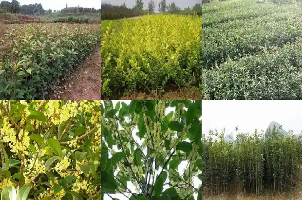 桂花树怎样区分品种好坏1684457385941