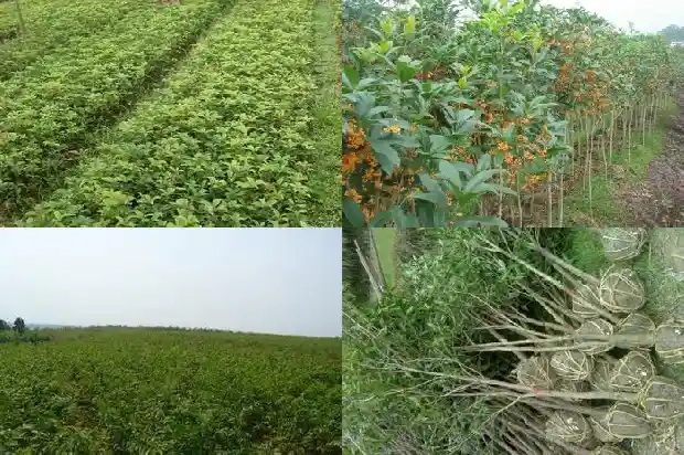 桂花树怎么分辨品种1684457403556