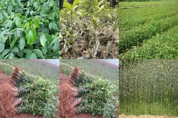 桂花树特性介绍1684457422942
