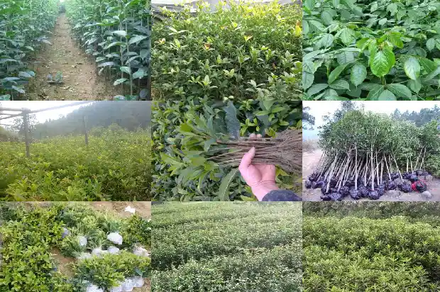 桂花树特性介绍1684457422990